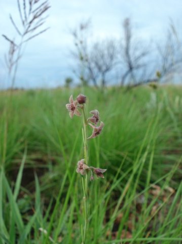 Aspidoglossum biflorum